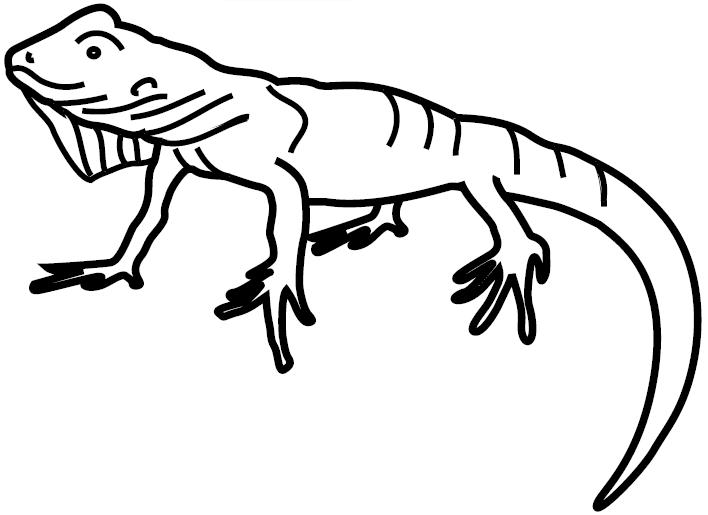 Iguana #5073