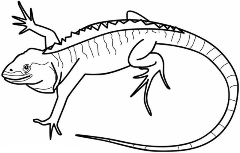 Iguana #5074