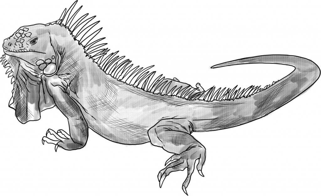 Iguana #5077