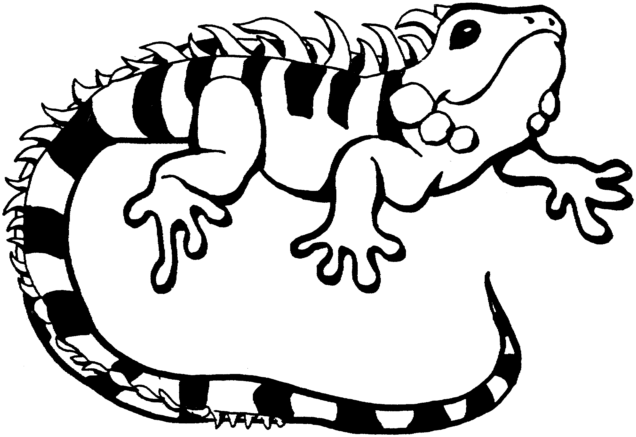 Iguana #5078