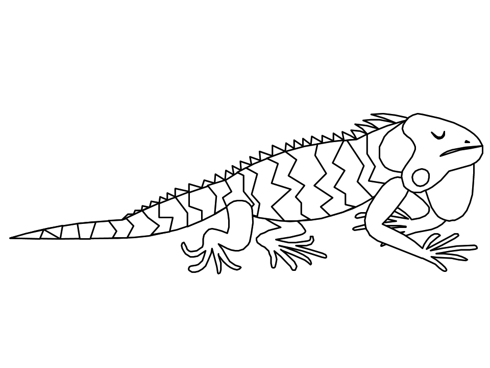 Iguana #5080