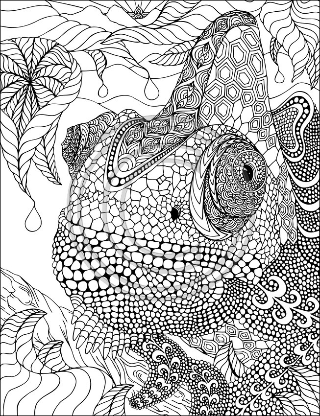 Iguana #5081