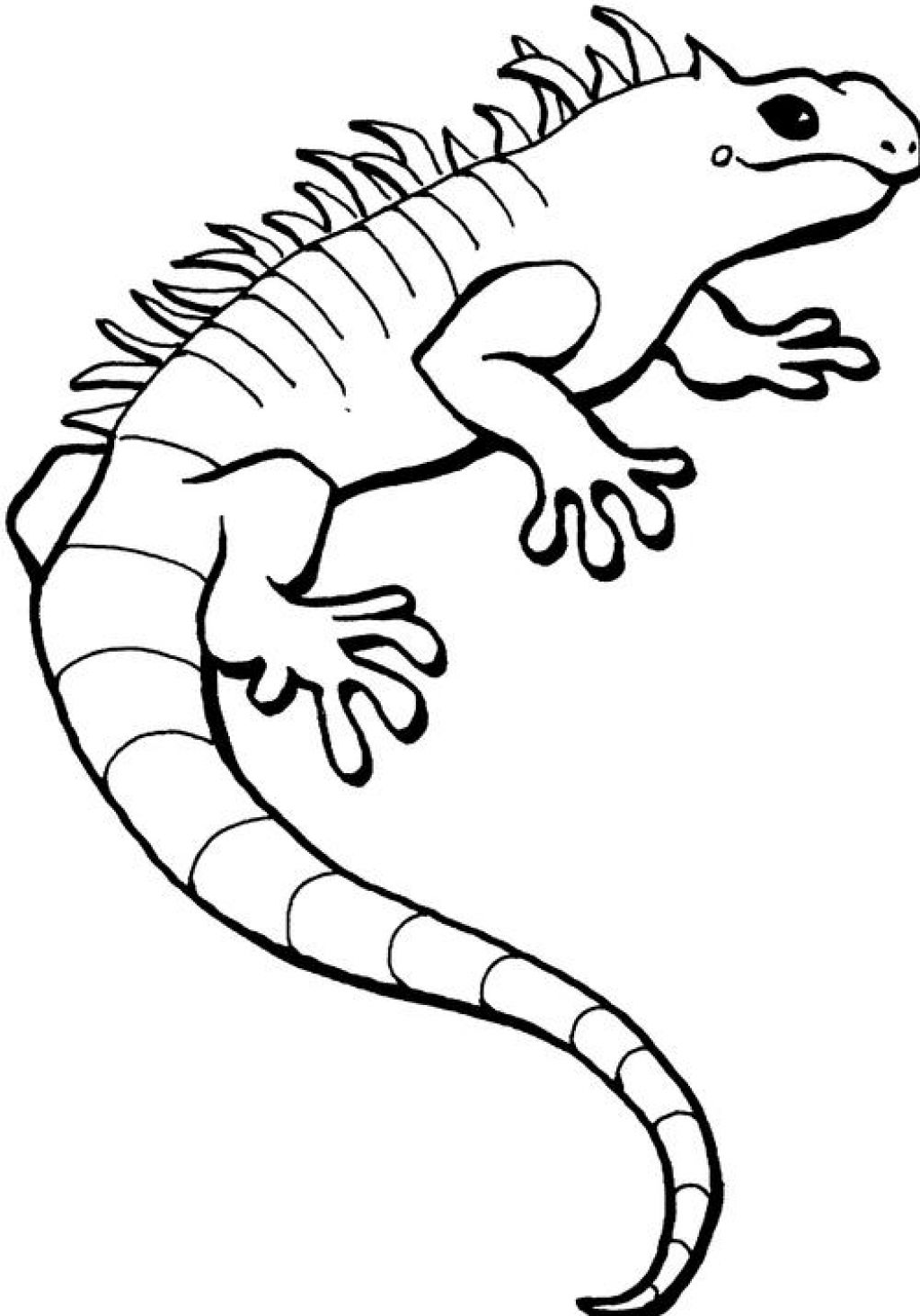 Iguana #5083