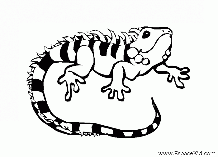Iguana #5086