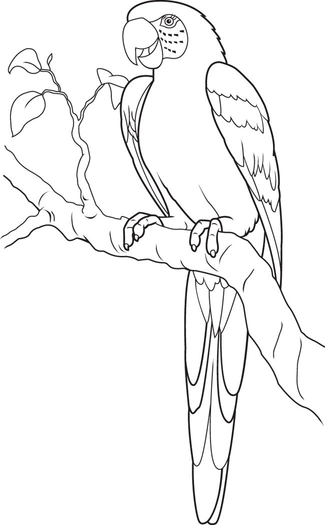 Loro #5092