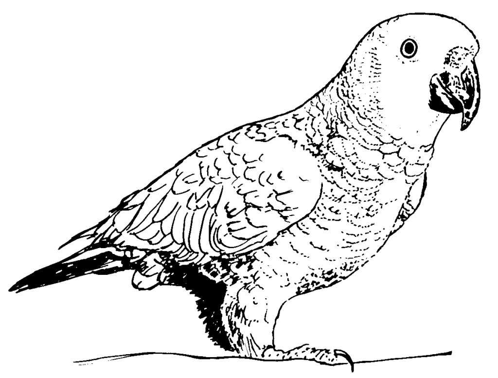 Loro #5093