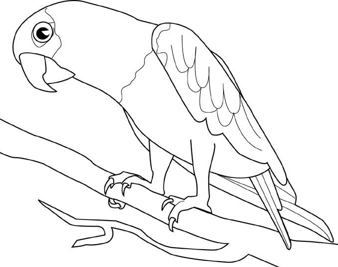 Loro #5094