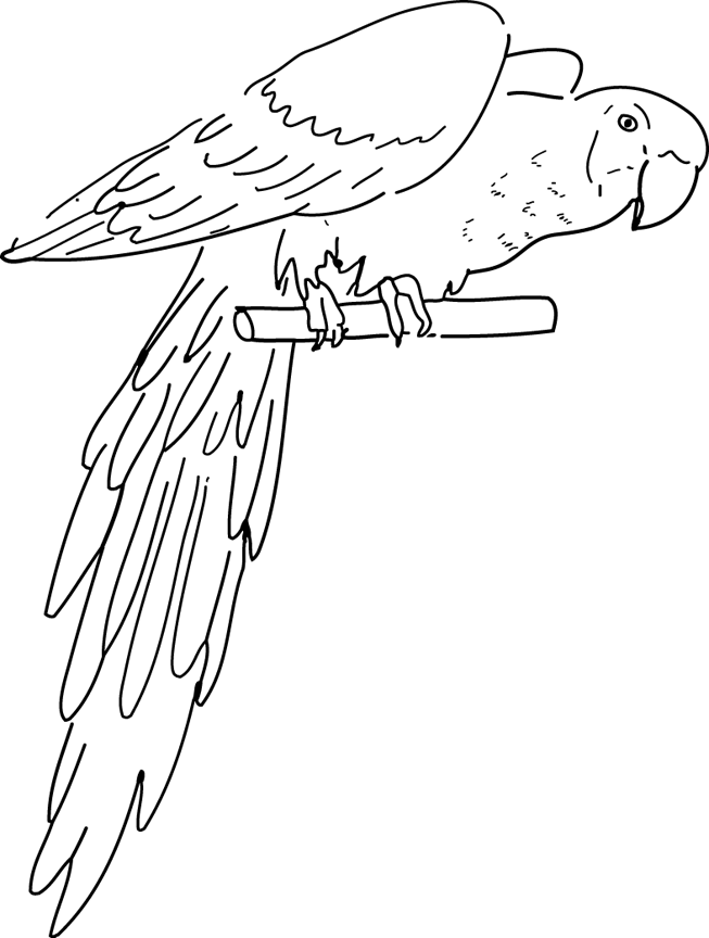 Loro #5095