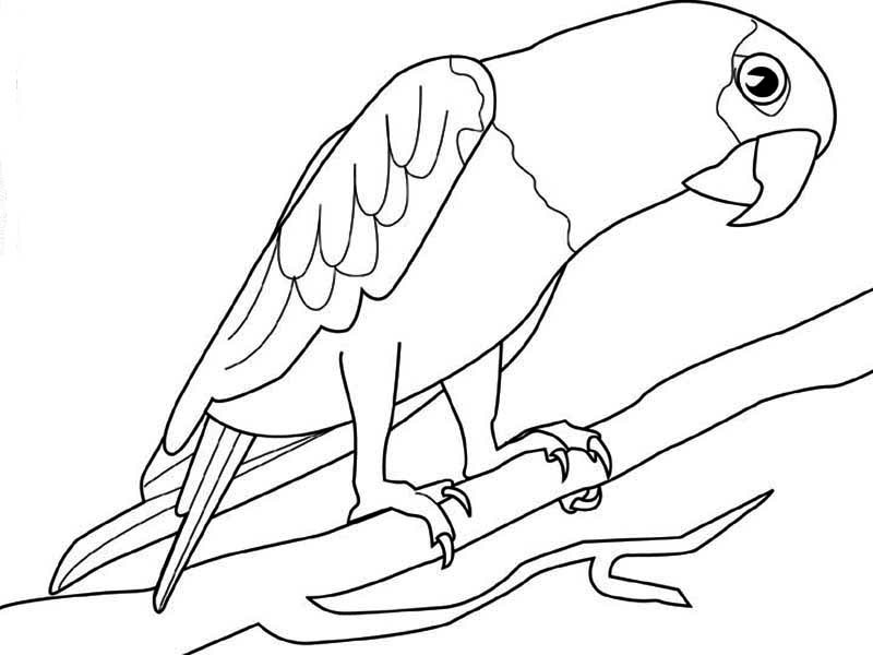 Loro #5096