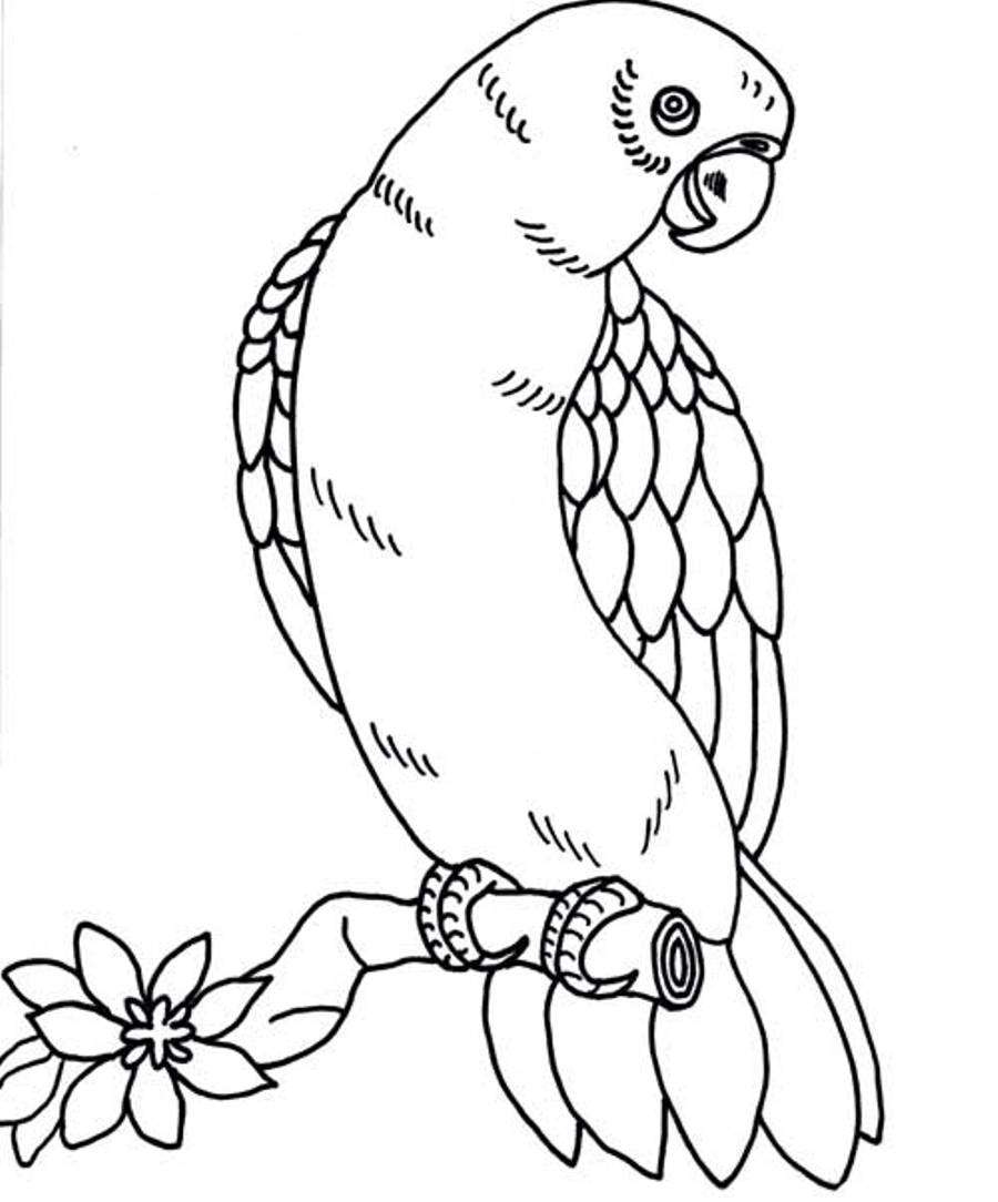 Loro #5098