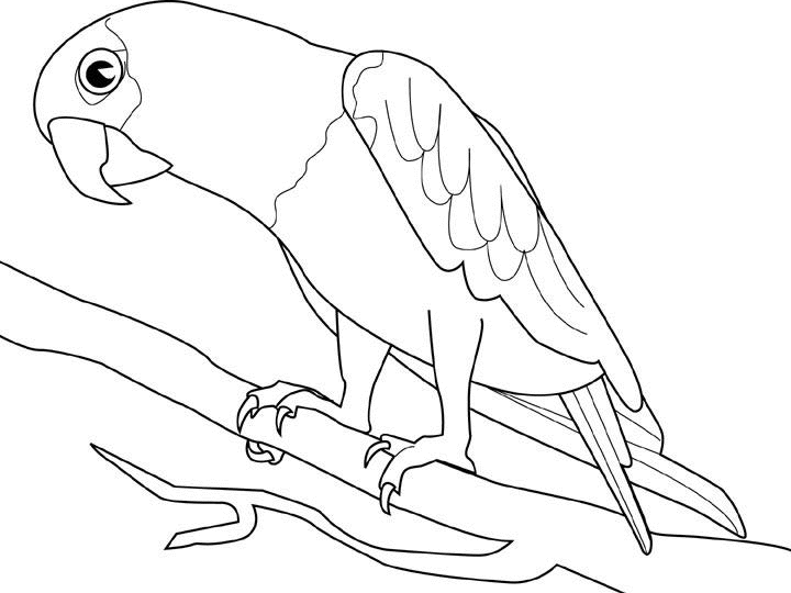 Loro #5099