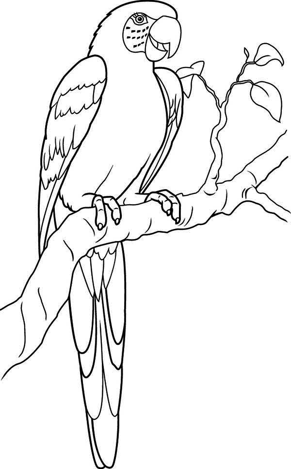 Loro #5100