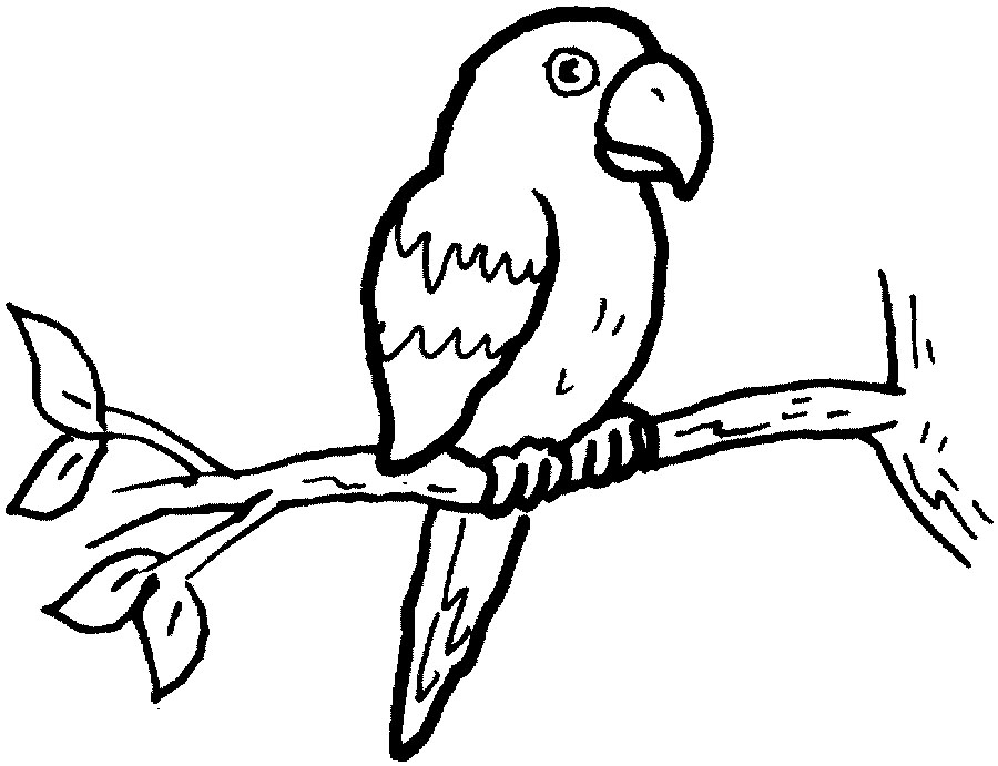 Loro #5105