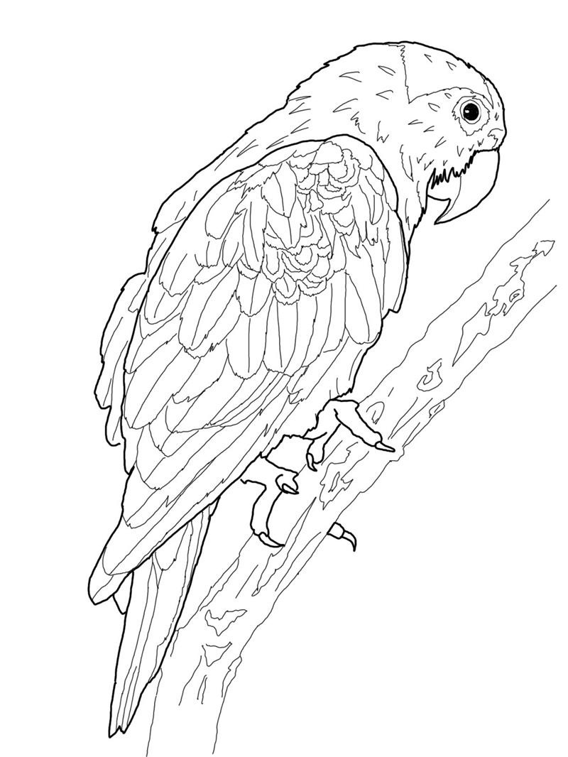 Loro #5106