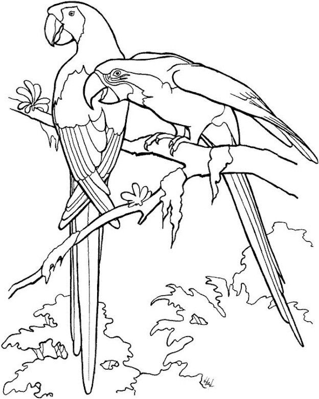 Loro #5108