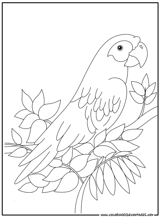Loro #5110