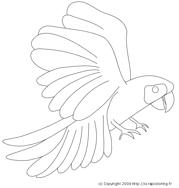 Loro #5111