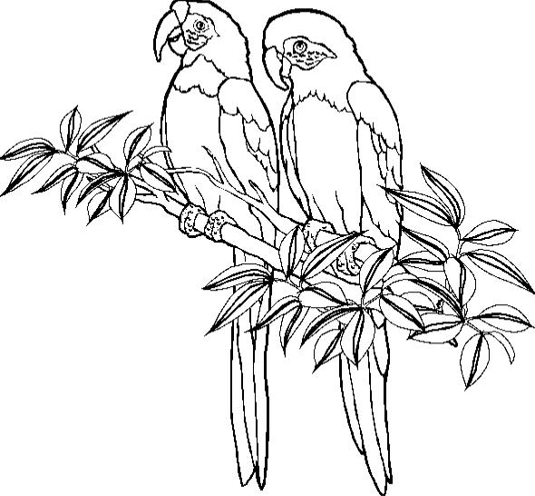 Loro #5122