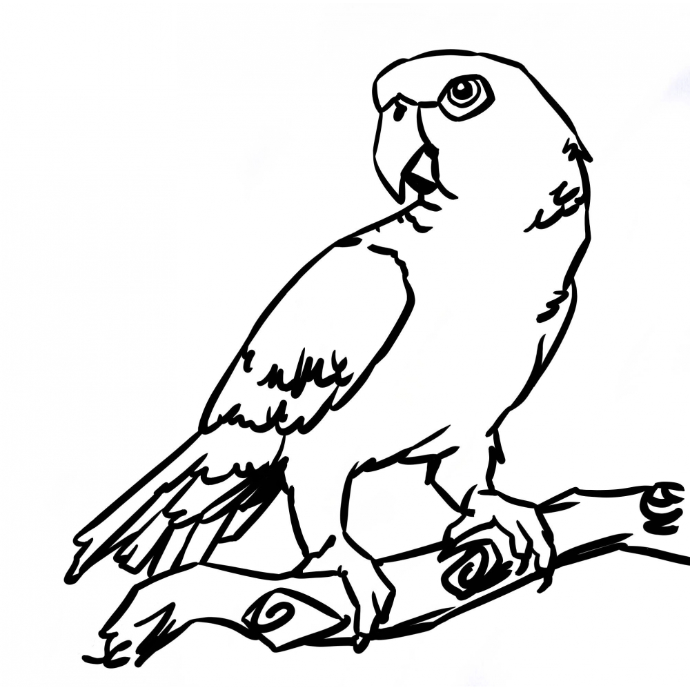 Loro #5123