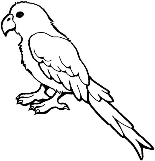 Loro #5126