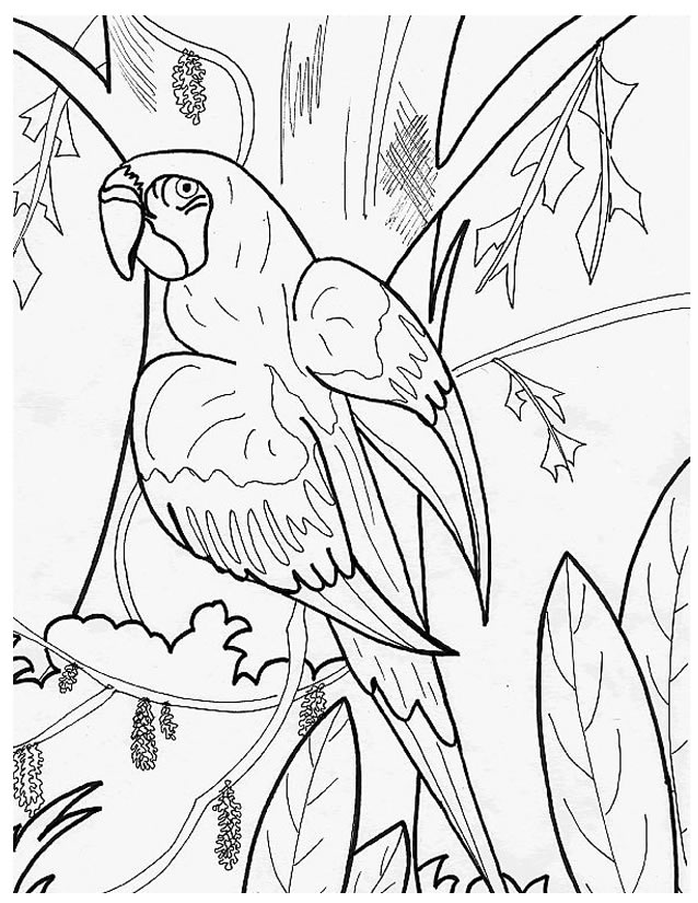 Loro #5129
