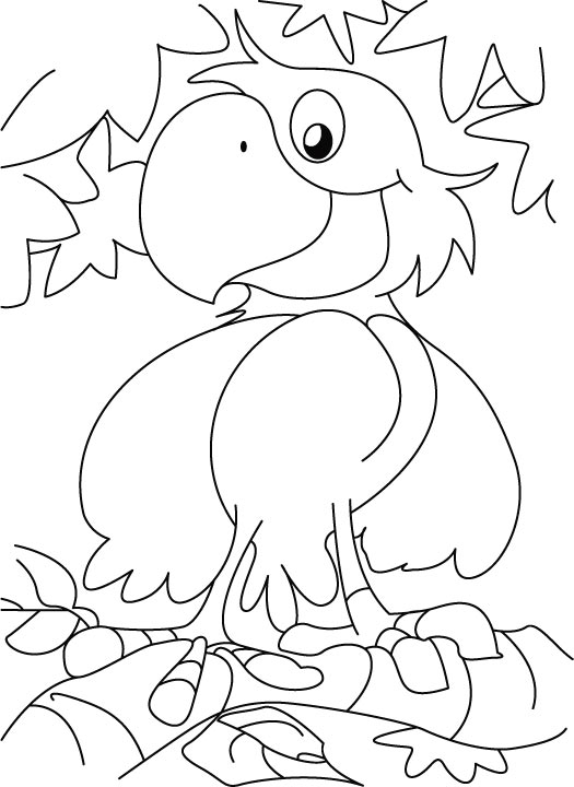 Loro #5137