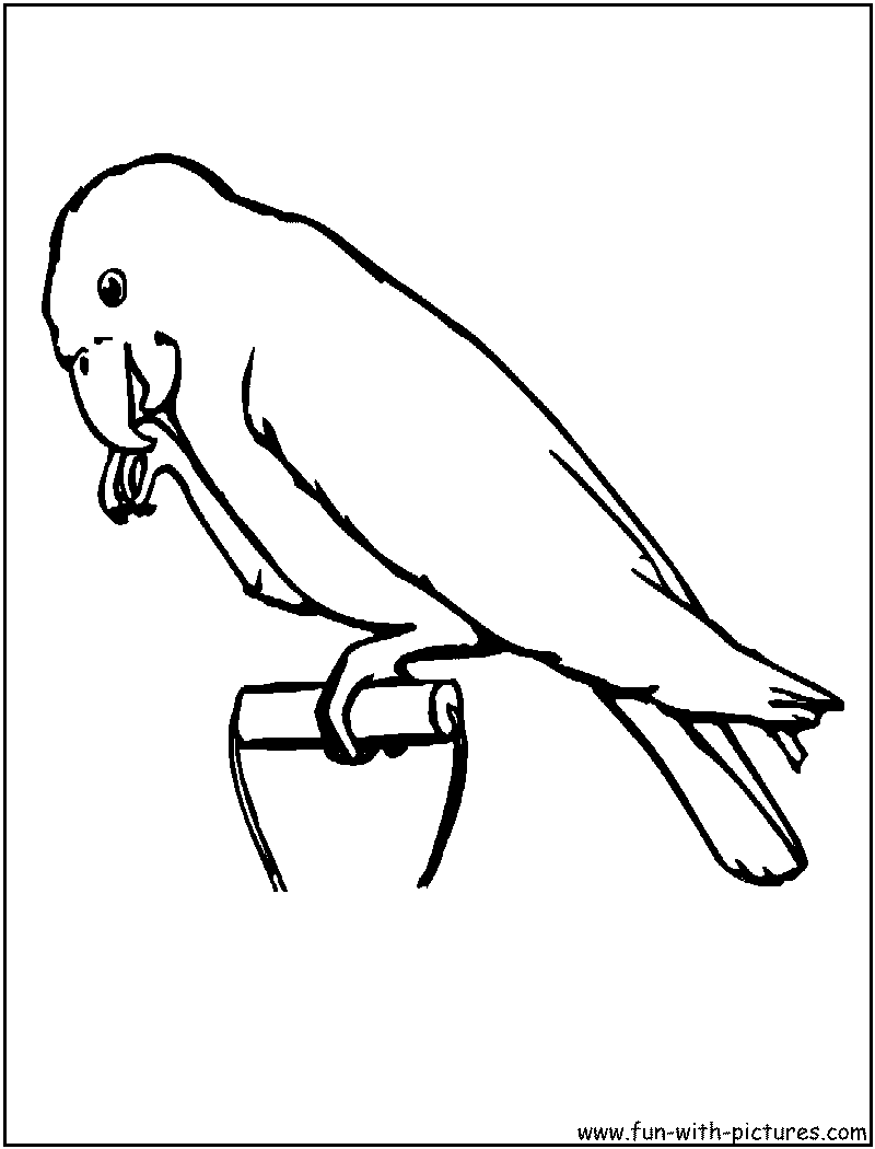 Loro #5142
