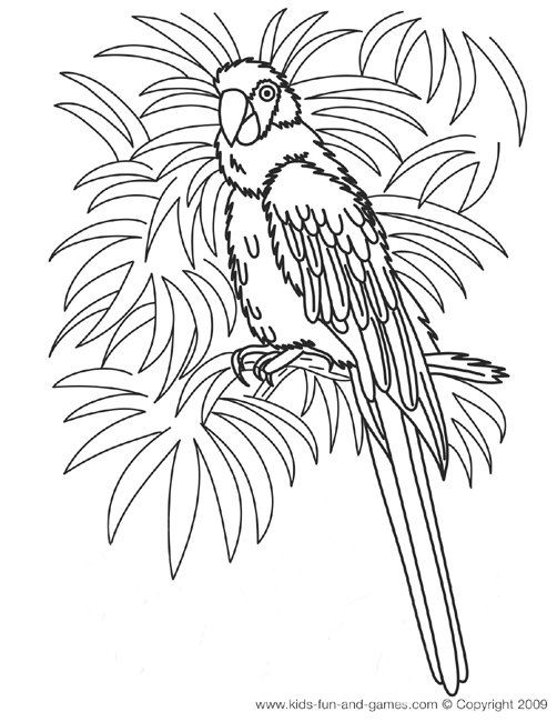 Loro #5144