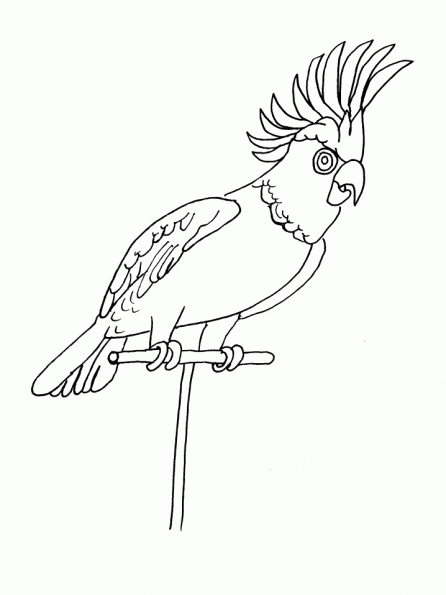 Loro #5145