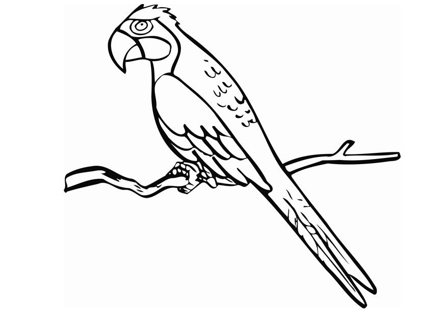 Loro #5146
