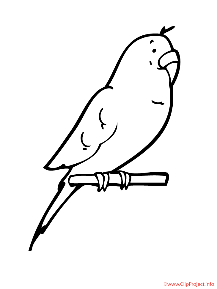 Loro #5149