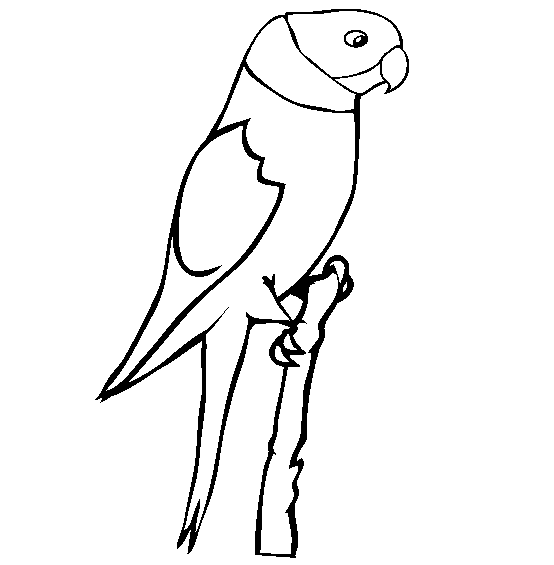 Loro #5150