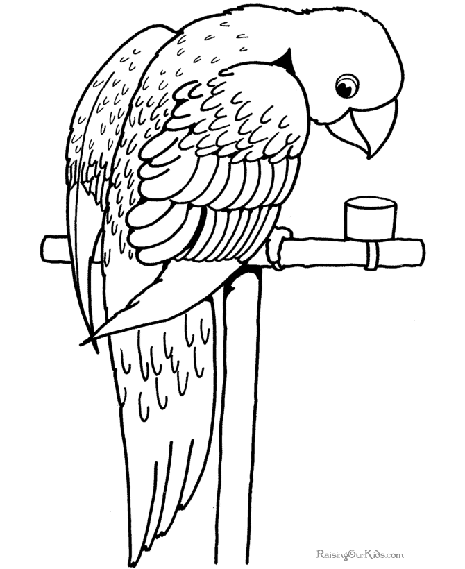 Loro #5152