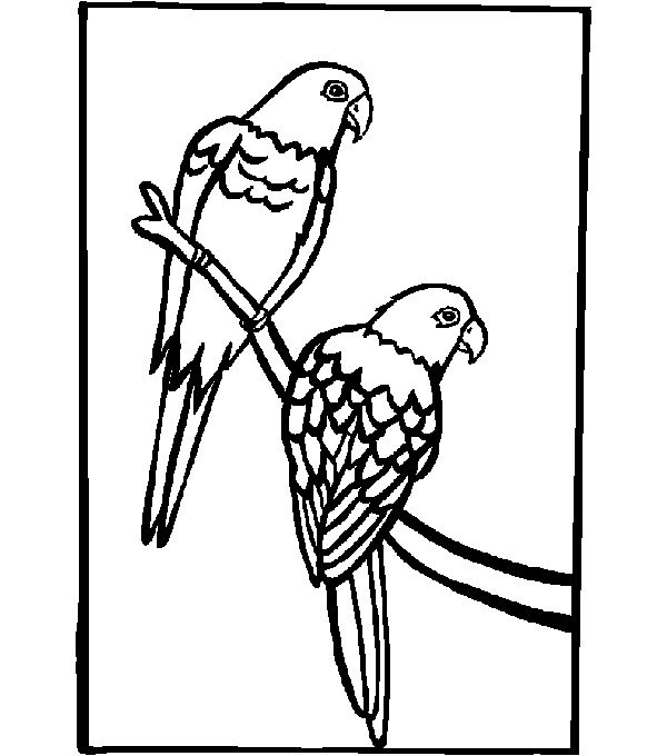 Loro #5154