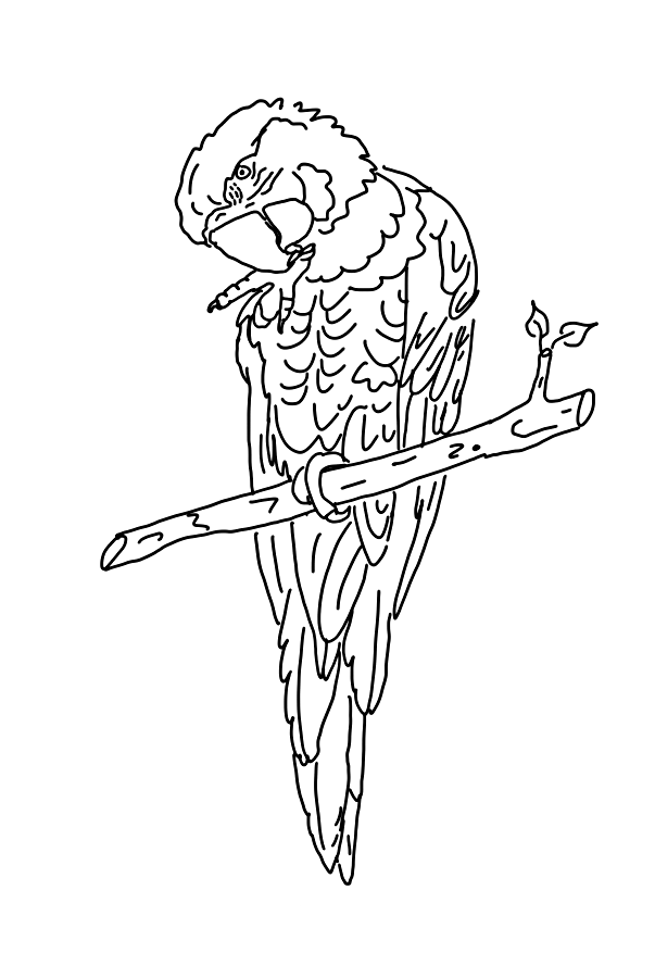 Loro #5157