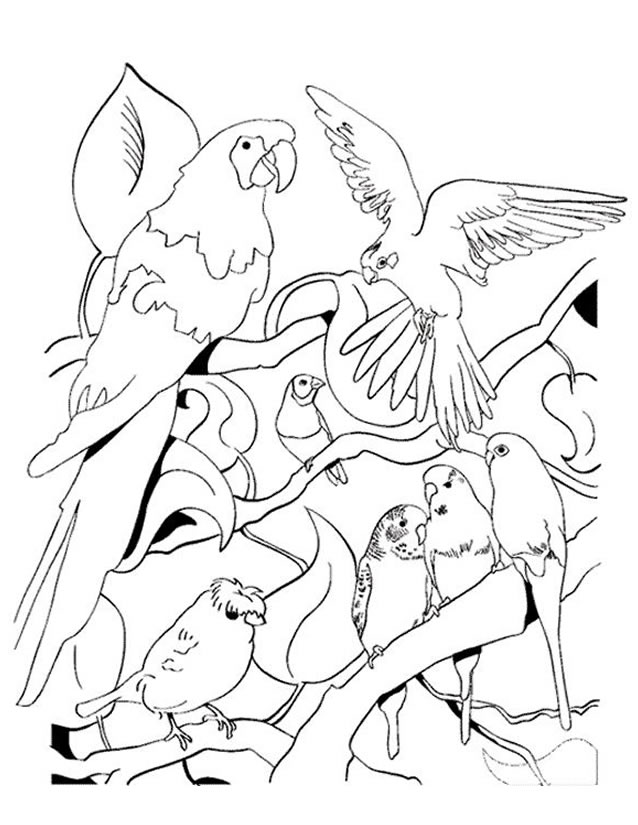 Loro #5158