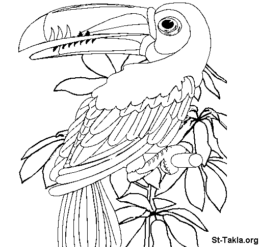 Loro #5164
