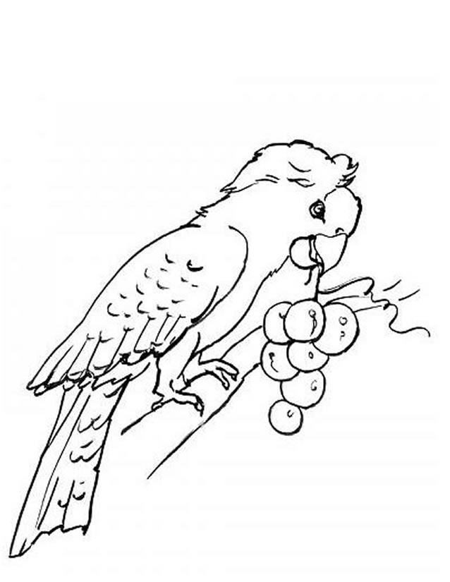 Loro #5167