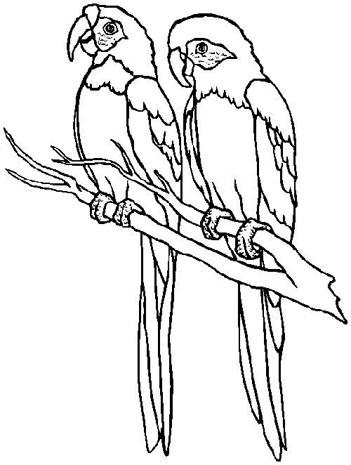 Loro #5168