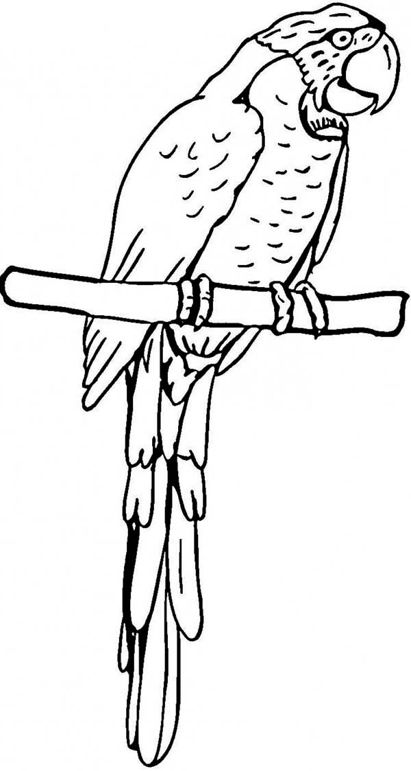 Loro #5170