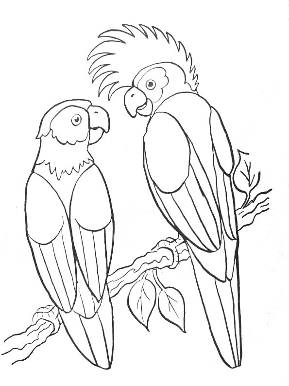 Loro #5184