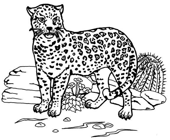 Jaguar #5197