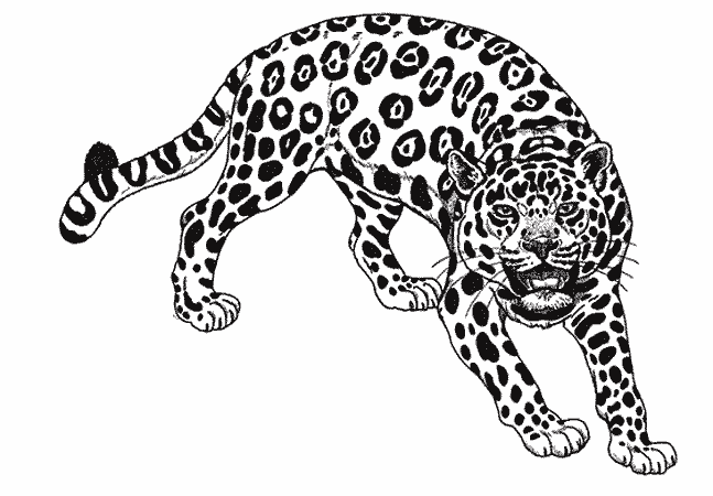 Jaguar #5203
