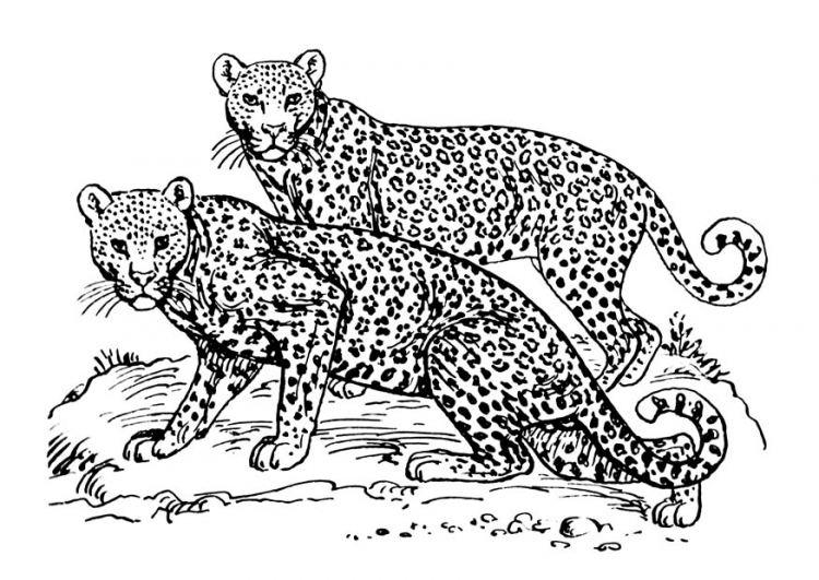 Jaguar #5207