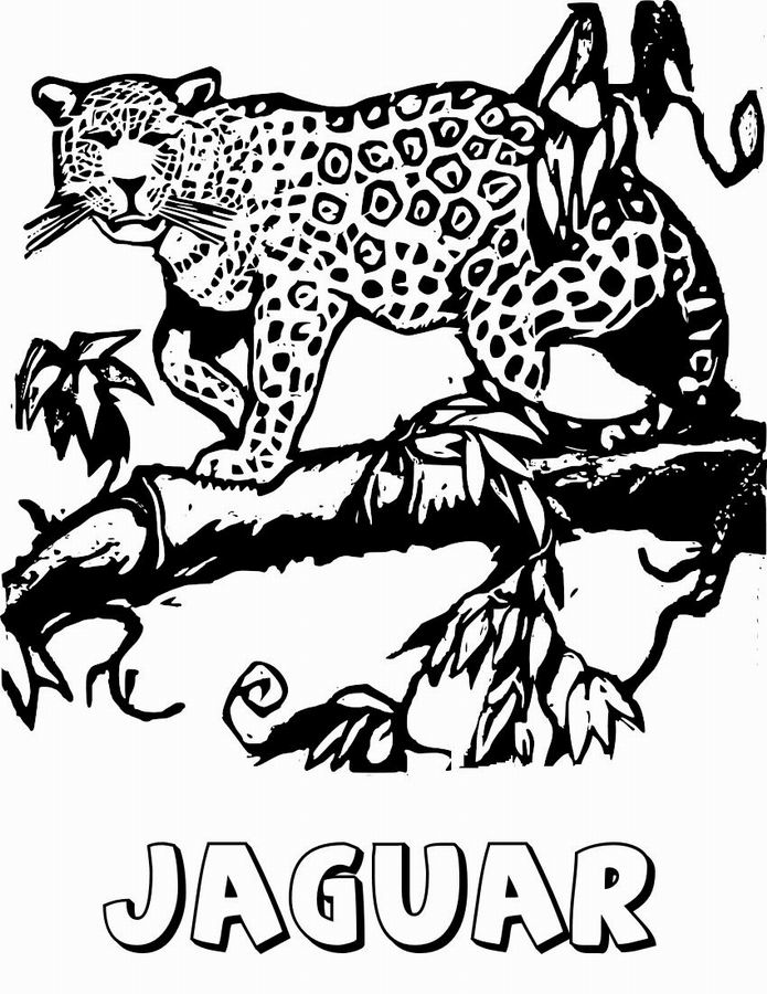 Jaguar #5208