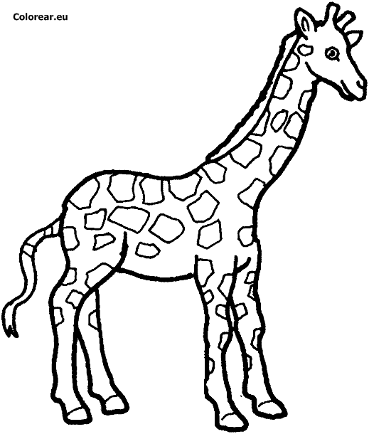 Jirafa #5217