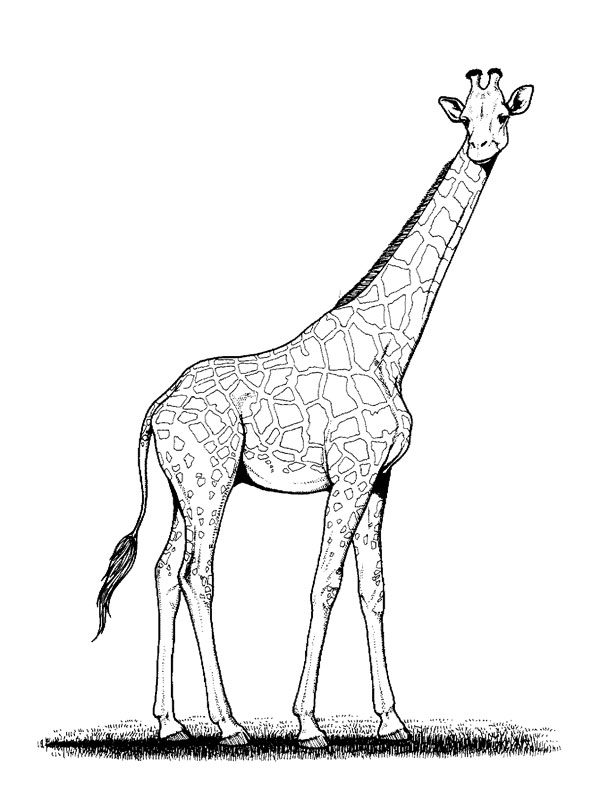 Jirafa #5225