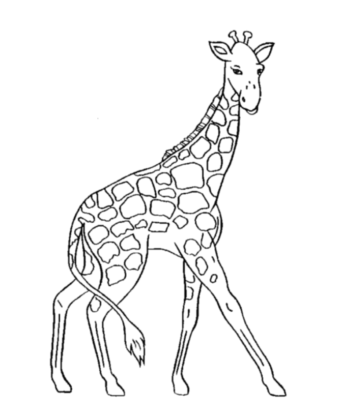 Jirafa #5229