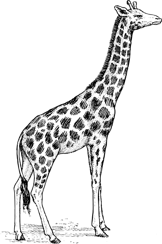 Jirafa #5232