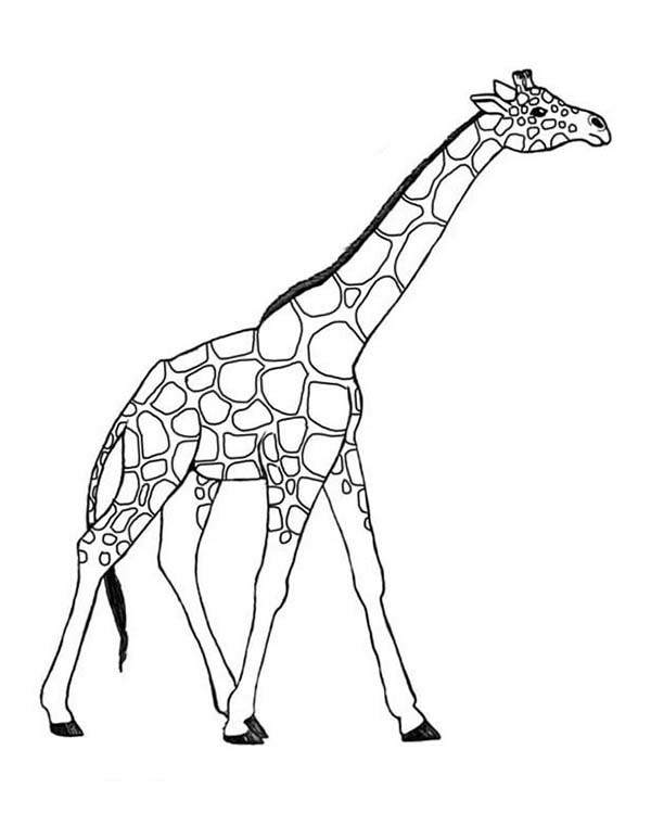 Jirafa #5247